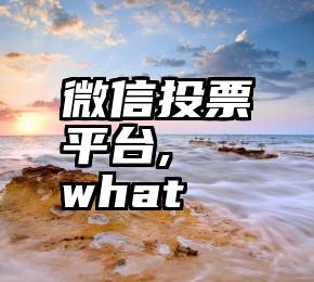 微信投票平台,   what